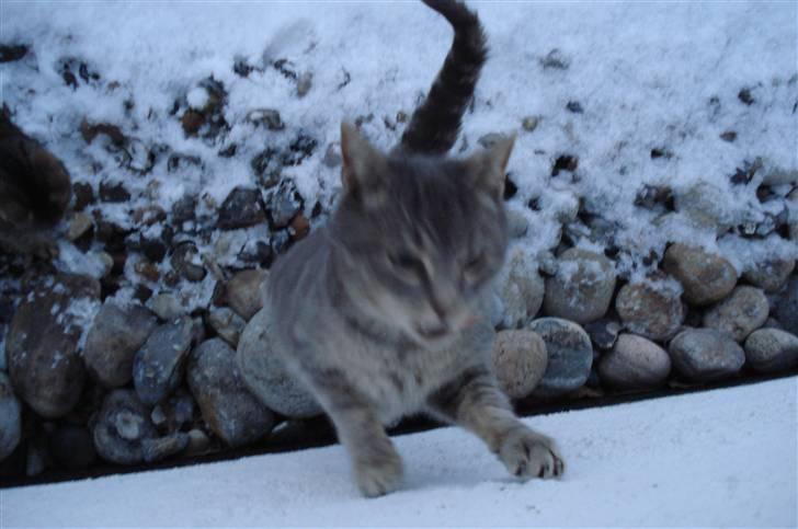 Blanding af racer Misser :D billede 3