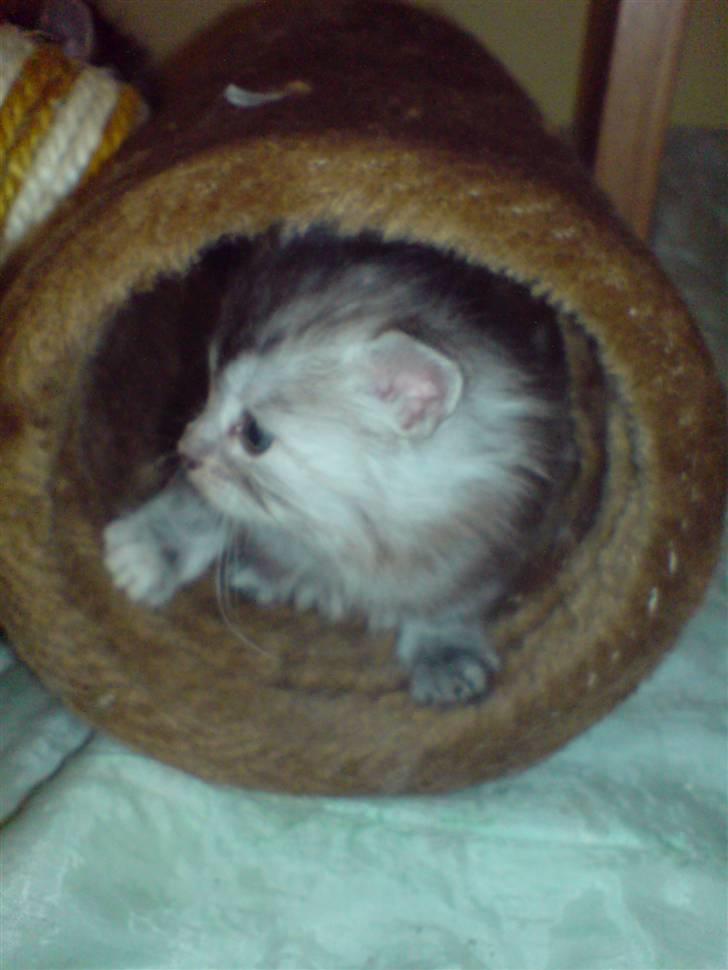 Maine Coon Luna :D (tidl. kat) billede 1