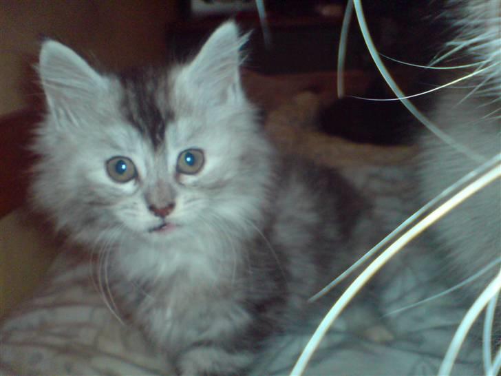 Maine Coon Luna :D (tidl. kat) billede 2