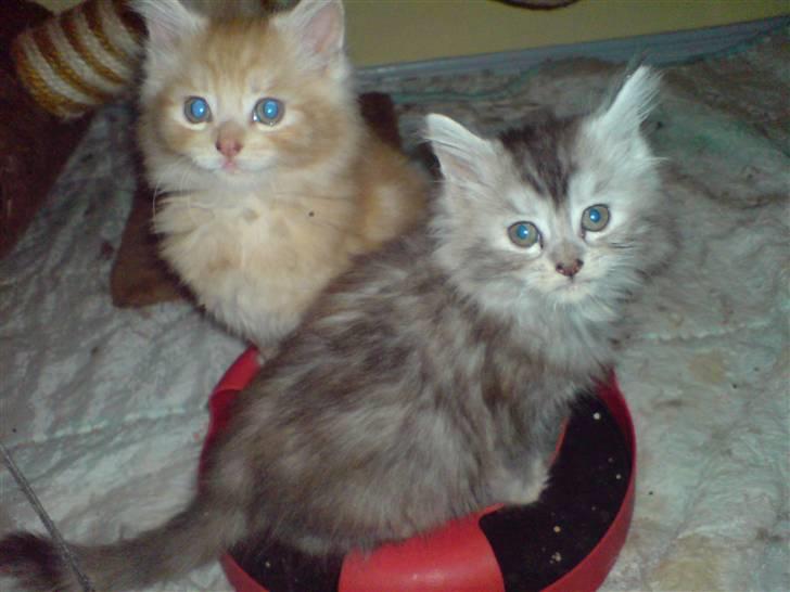 Maine Coon Luna :D (tidl. kat) billede 3