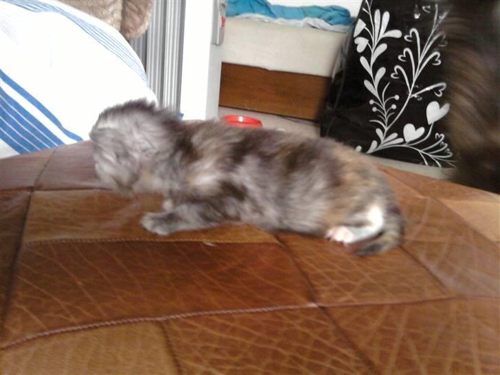 Maine Coon Luna :D (tidl. kat) billede 4