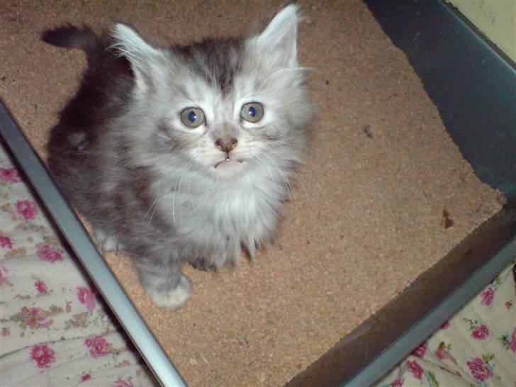 Maine Coon Luna :D (tidl. kat) billede 5