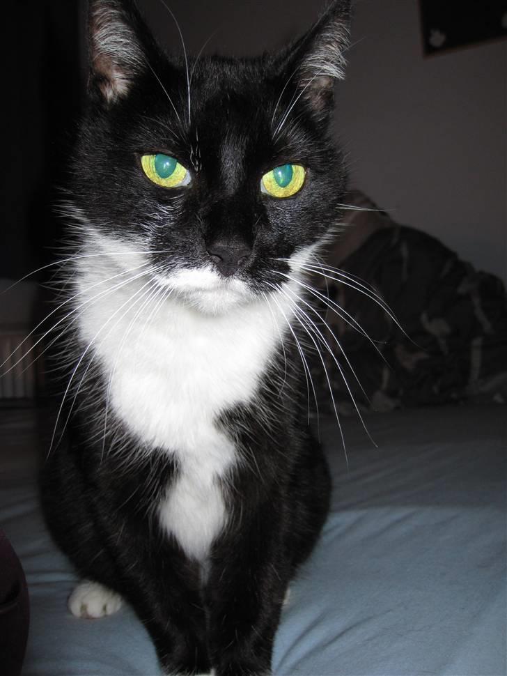 Huskat Minner billede 2