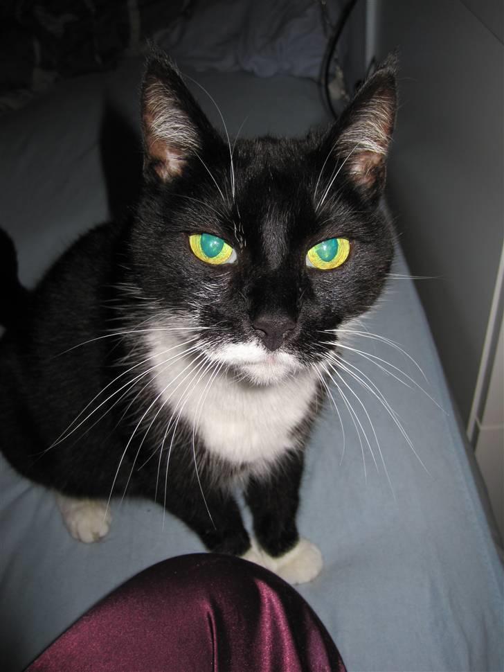 Huskat Minner billede 3