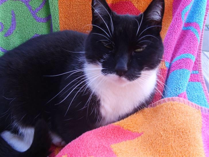 Huskat Minner billede 5