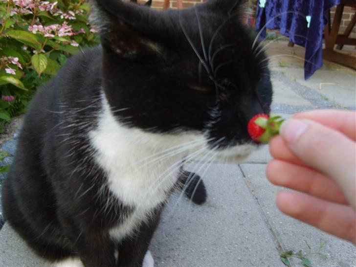 Huskat Minner billede 7