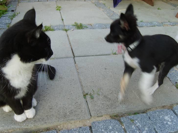 Huskat Minner billede 8