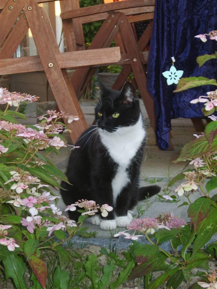 Huskat Minner billede 9