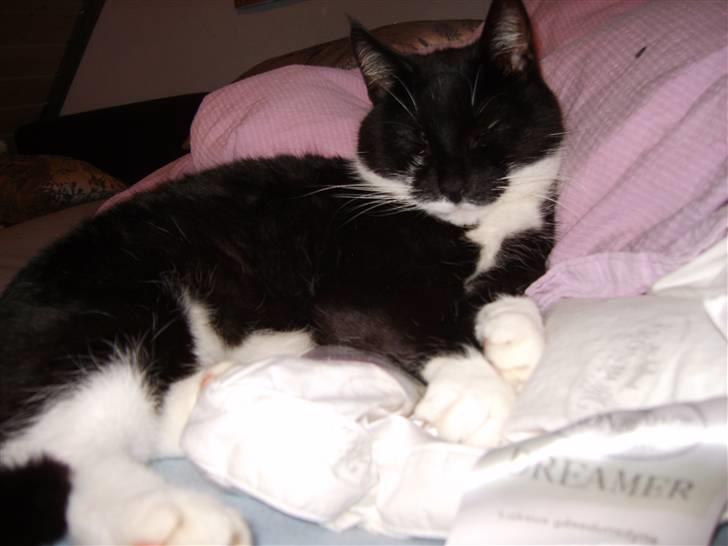 Huskat Minner billede 11