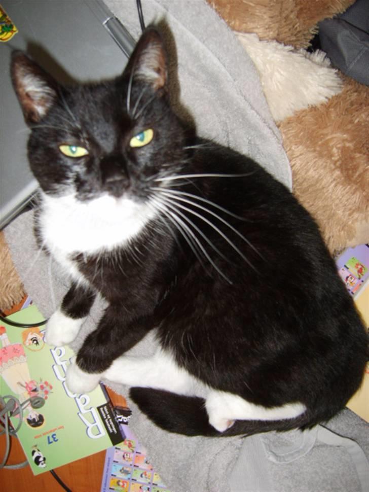 Huskat Minner billede 12