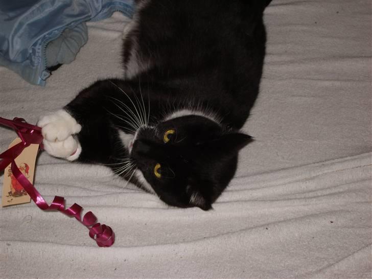 Huskat Minner billede 14