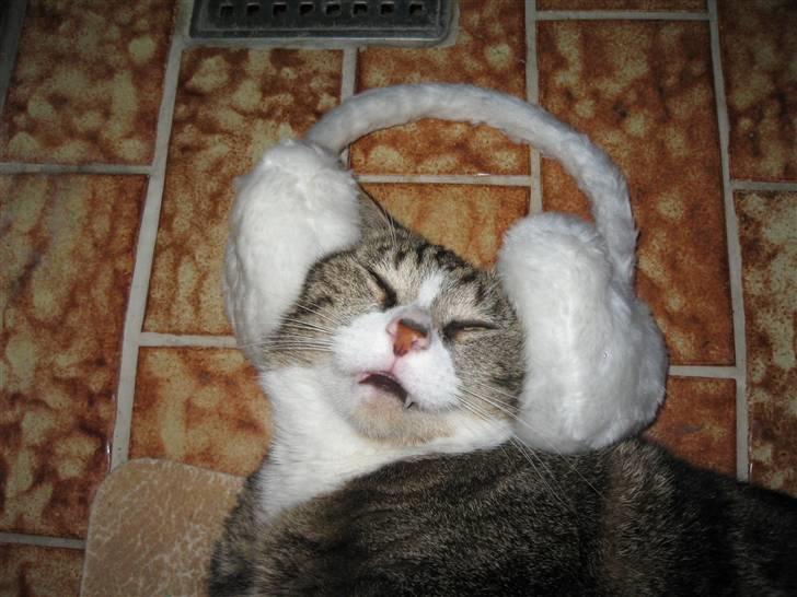 Huskat Tøffe billede 16