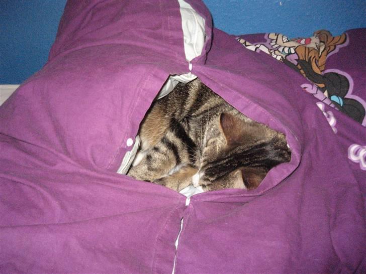 Huskat Tøffe billede 17