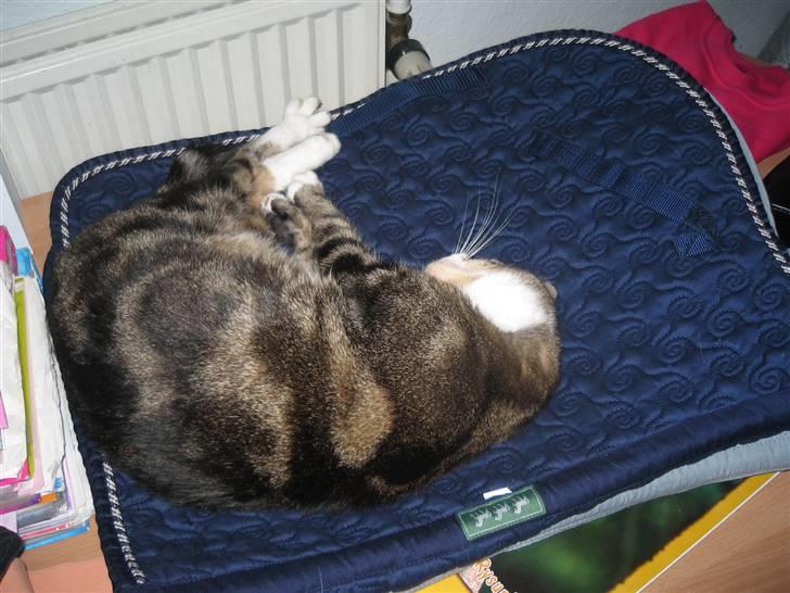 Huskat Tøffe billede 18