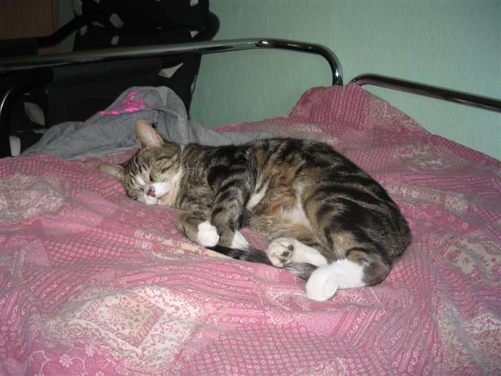 Huskat Tøffe billede 19