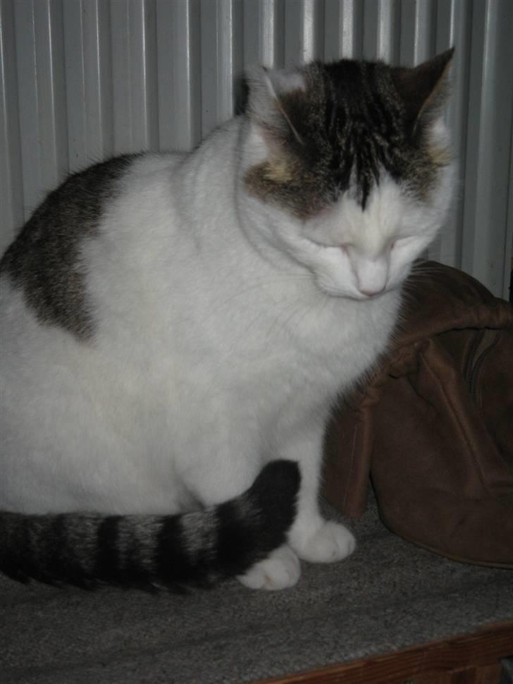 Huskat Mis billede 15