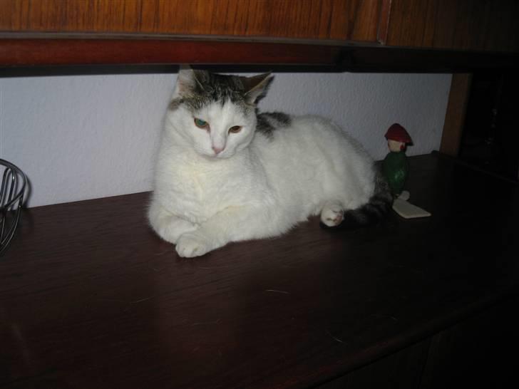 Huskat Mis billede 16