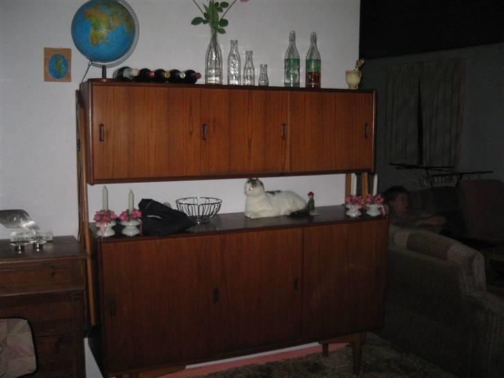 Huskat Mis - "ARH! Hund i huset! Må hellere hoppe op et sted, hvor den ikke kan nå mig!" :D billede 17