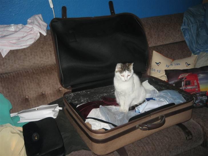 Huskat Mis - Lad ALDRiG sin kuffert, taske eller lignende stå åbent, når Mis er inde :D I min mormor og morfar´s kuffert til min konfirmation, april 2009 billede 18