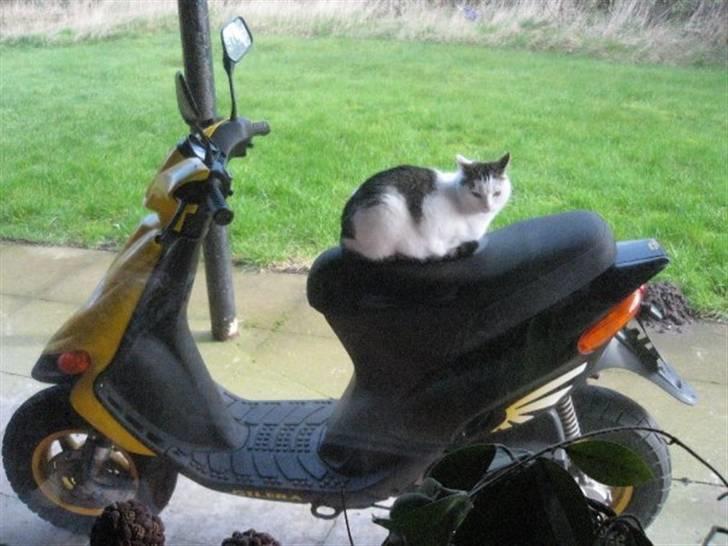 Huskat Mis - Hmmm Mis - har du kørekort til sådan en? xD billede 19