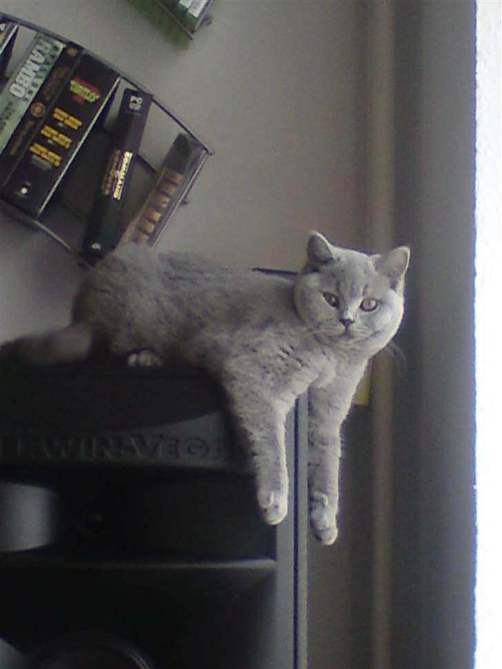 British Shorthair Pomfrit (Fritte) - Hun elsker at ligge oppe på de store højtalere og holde udkig. :) billede 1