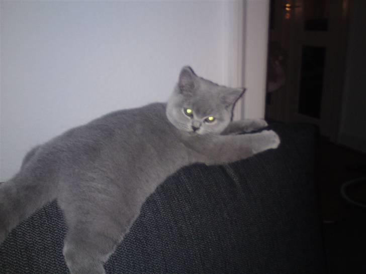British Shorthair Pomfrit (Fritte) billede 2