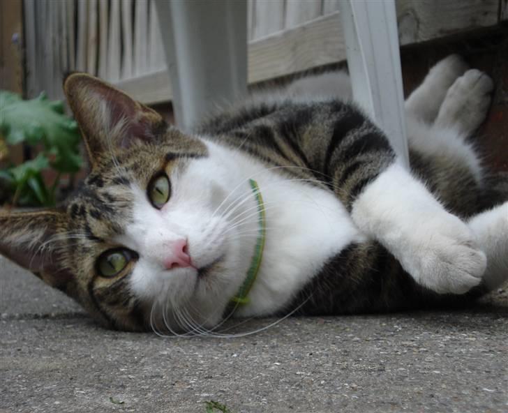 Huskat Sofus R.I.P - Mit navn er Sofus og er fra 2009 billede 1