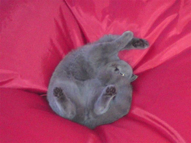 British Shorthair Pomfrit (Fritte) billede 3