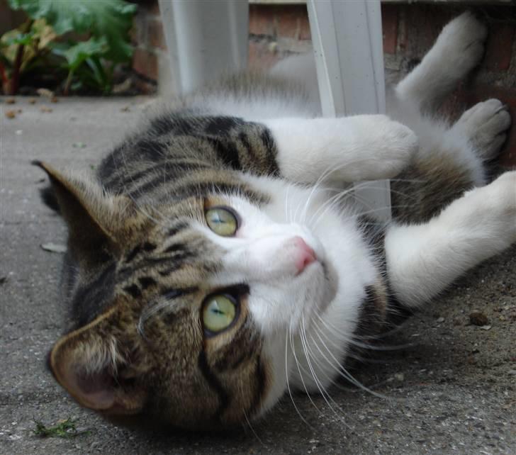 Huskat Sofus R.I.P - Sofus 2009 billede 2