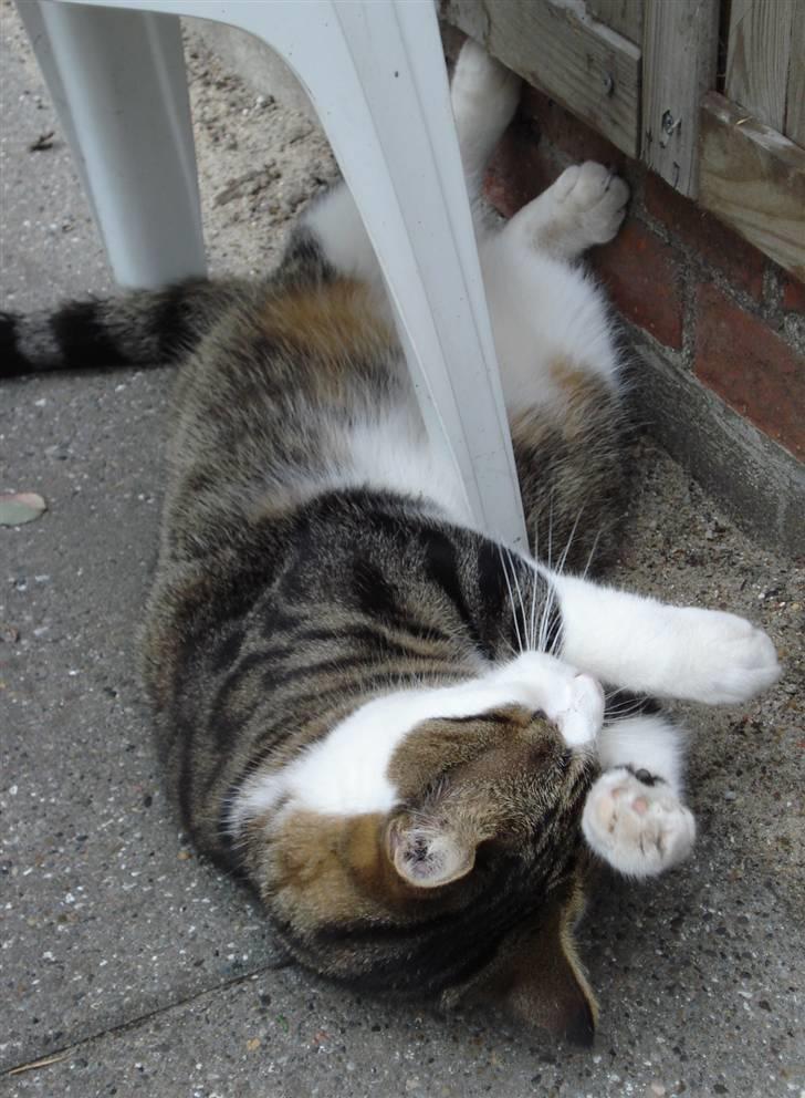 Huskat Sofus R.I.P - Sofus 2009 billede 3