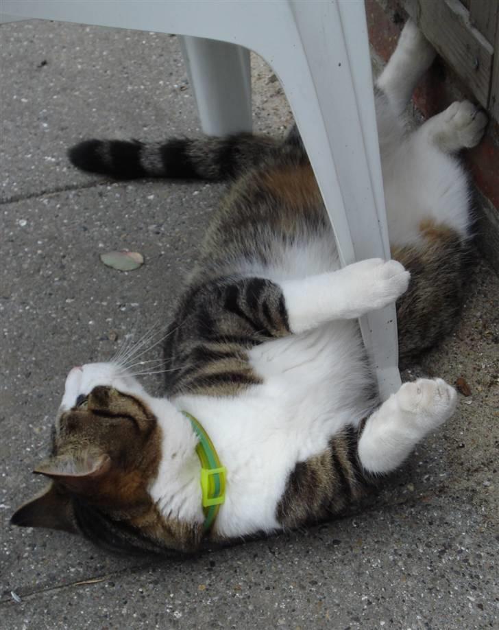 Huskat Sofus R.I.P - Sofus 2009 billede 4