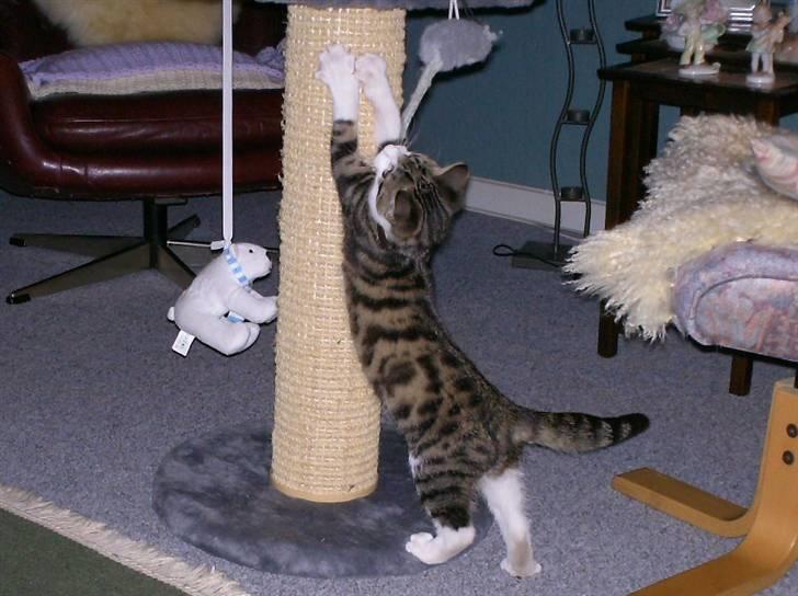 Huskat Sofus R.I.P - Sofus som lille.. billede 5