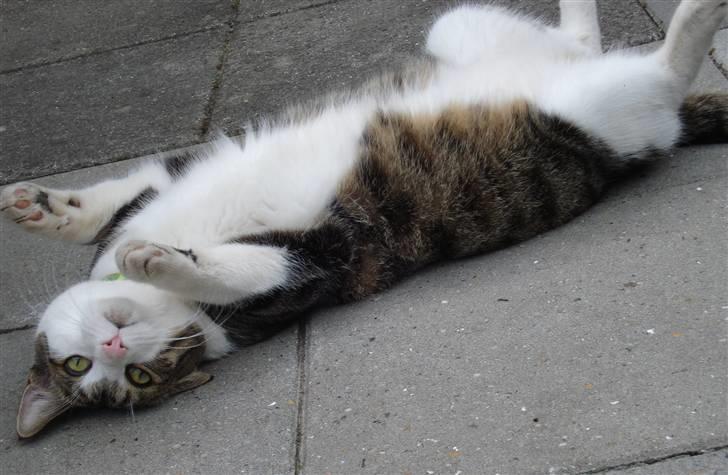 Huskat Sofus R.I.P - Smukke Sofus* billede 6