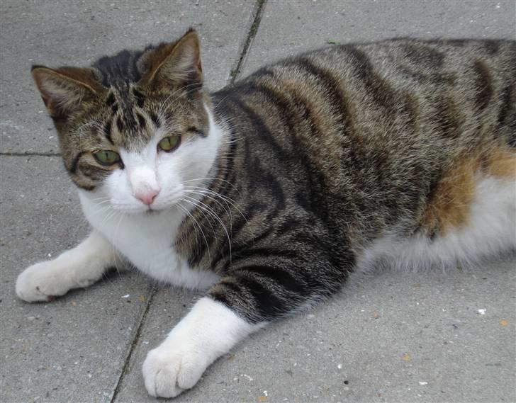 Huskat Sofus R.I.P billede 7