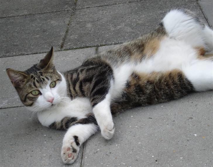 Huskat Sofus R.I.P billede 8