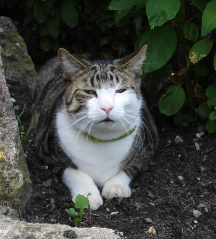 Huskat Sofus R.I.P billede 9