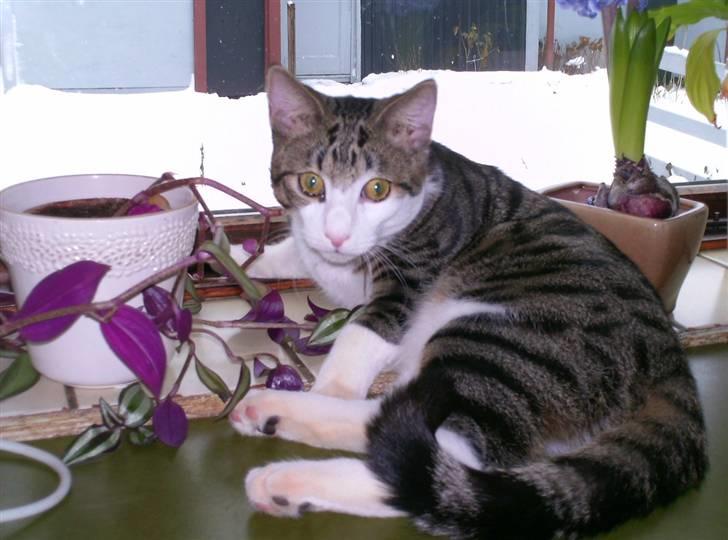 Huskat Sofus R.I.P billede 10