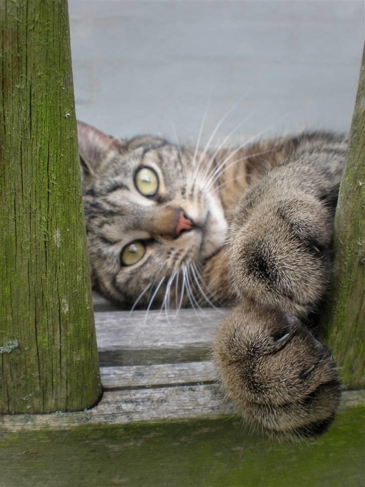 Huskat - Kiwi - Velkommen til Kiwi´s profil :D billede 1