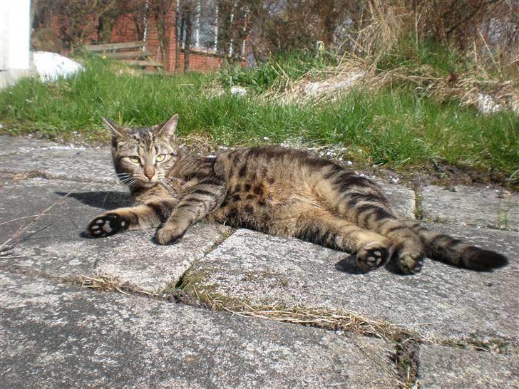 Huskat - Kiwi - Kiwi hygger sig i solen d. 18 april 2010<3 billede 2
