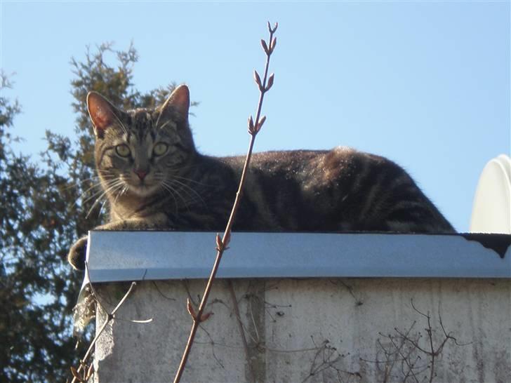 Huskat - Kiwi - Kiwi slog sig ned på naboens tag d. 18 april 2010 :D billede 3