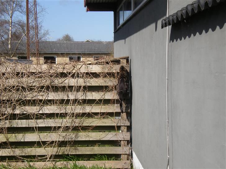 Huskat - Kiwi - Ninja Kiwi d. 18 april 2010 :D <3 billede 4