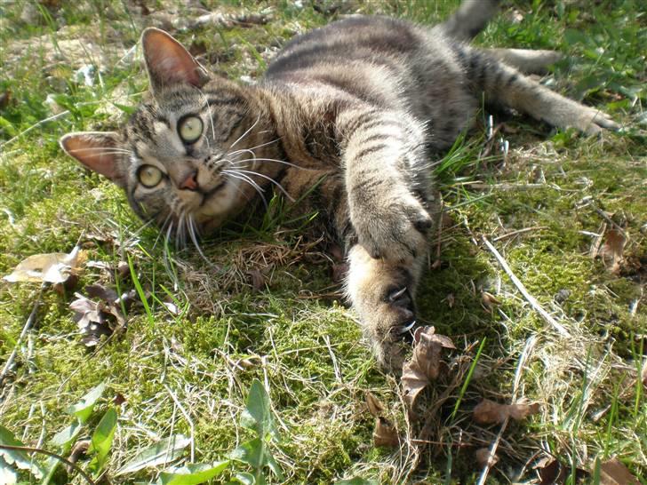 Huskat - Kiwi - Smukke <3 billede 5