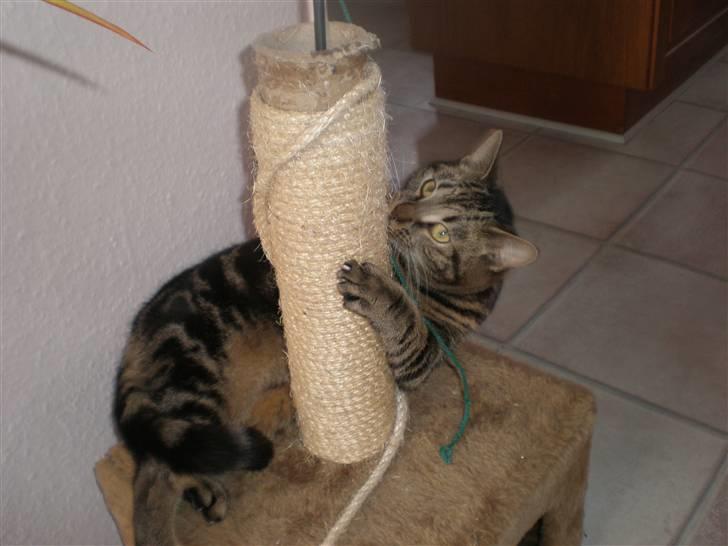 Huskat - Kiwi - Kiwi går amok på kradsetræet :D <3 billede 6