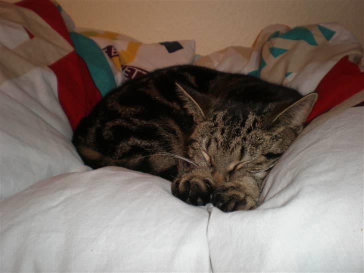 Huskat - Kiwi - Kiwi sover i: billede 7