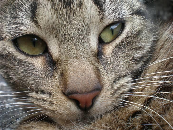 Huskat - Kiwi - <3 billede 8