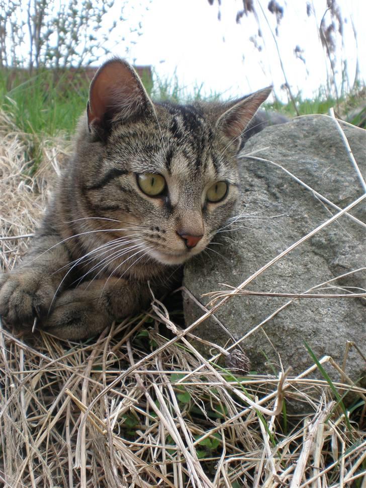 Huskat - Kiwi - Smukke <3 billede 9