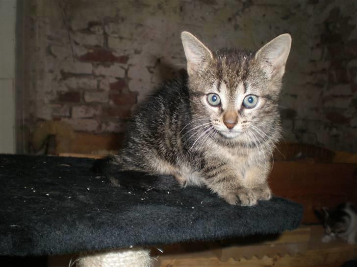 Huskat - Kiwi - Kiwi som killing <3 billede 10