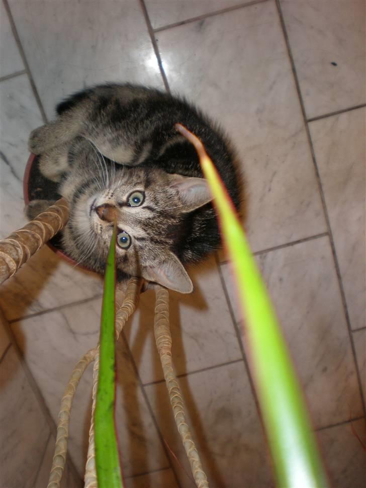 Huskat - Kiwi - Kiwi sidder i blomsten i: billede 11