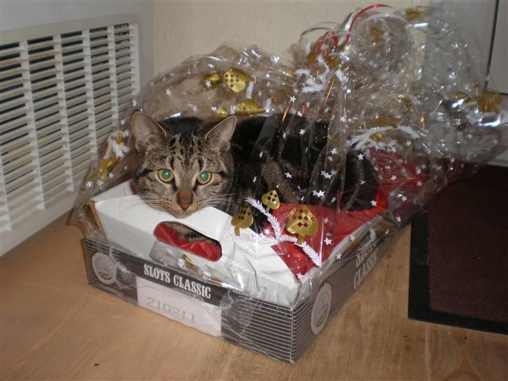 Huskat - Kiwi - hahahaha, hvad laver du skat? :D billede 12