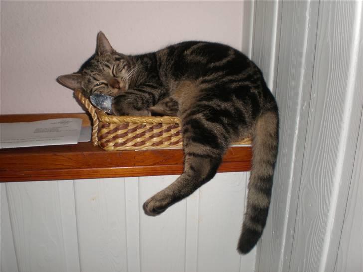 Huskat - Kiwi - Kiwi sover nogle underlige steder i: <3 billede 13